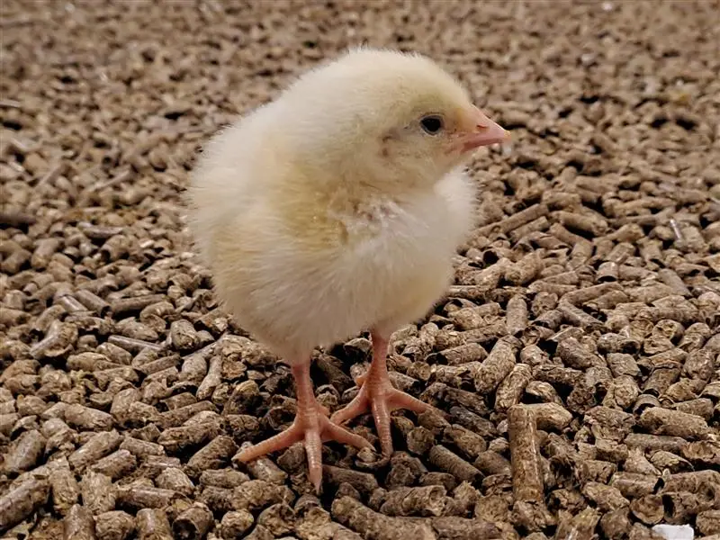 Chicams Chicken